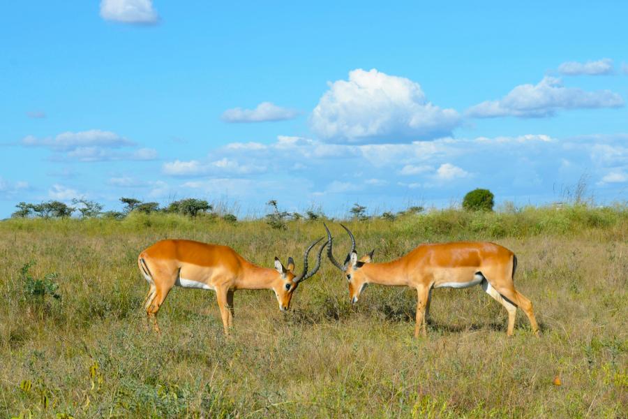 Wild Kenya - The Secrets Of Nature