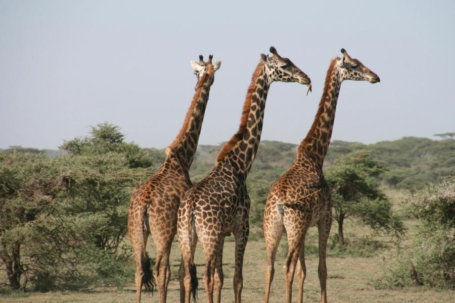 Kenya Wildlife Safari Plan - Premium