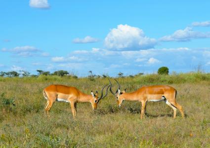 Wild Kenya - The Secrets Of Nature