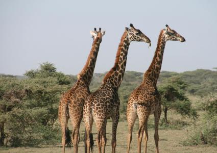 Kenya Wildlife Safari Plan - Premium